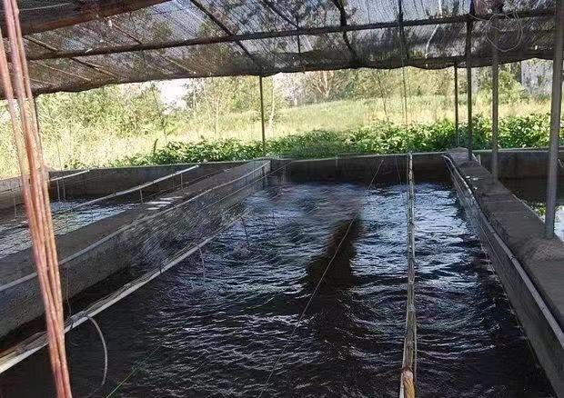 裂腹鱼细鳞鱼鱼苗冷水鱼淡水养殖食用鱼苗