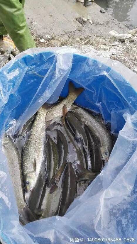 裂腹鱼细鳞鱼鱼苗冷水鱼淡水养殖食用鱼苗