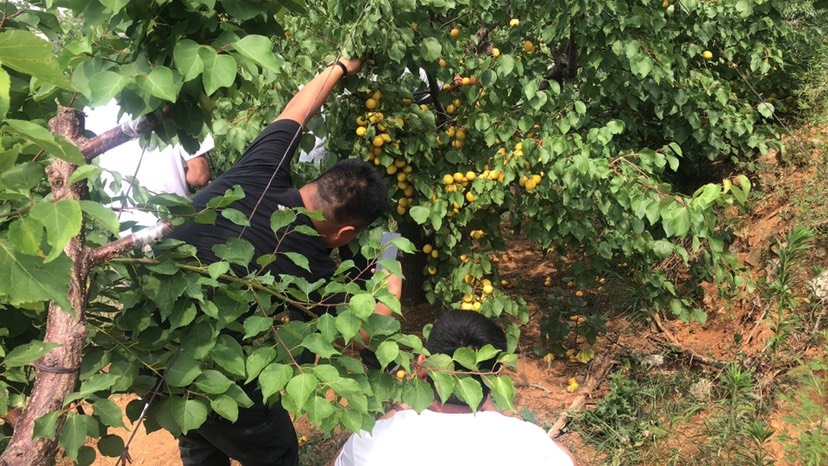 栖霞市荷兰香蜜杏苗 正宗烟台原产地基地，保证品种纯度，保证成活率，