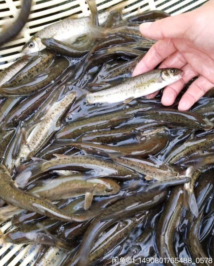 裂腹鱼细鳞鱼鱼苗冷水鱼淡水养殖食用鱼苗
