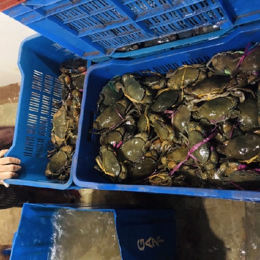 广州 活孟加拉青蟹 每天到货