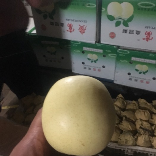 辛集市 一级皇冠梨