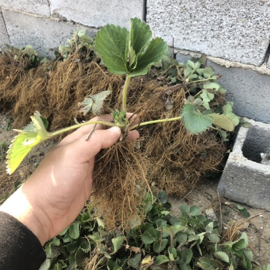 泰安 出售甜宝草莓苗一级苗  大棚专用苗大量供应欢迎选购