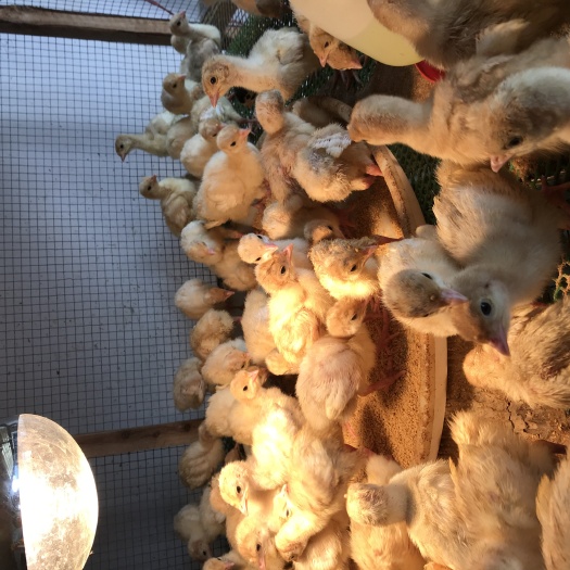 广州尼古拉火鸡苗 统货