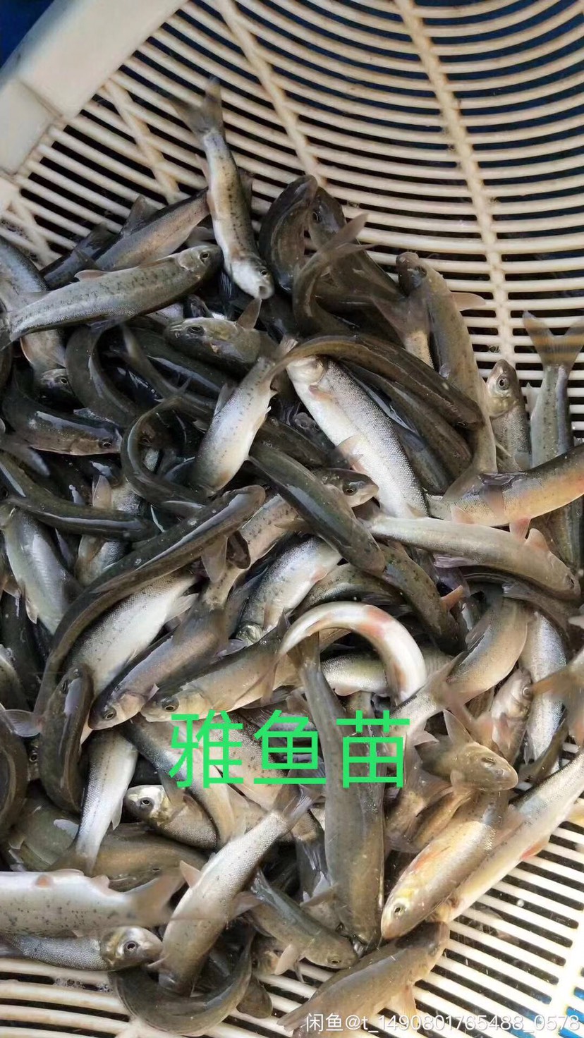 裂腹鱼细鳞鱼鱼苗冷水鱼淡水养殖食用鱼苗