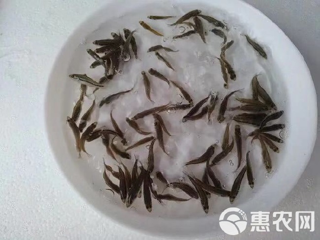 鲈鱼苗 淡水路亚苗 鲈鱼苗活体 活体淡水鱼苗 加州鲈鱼苗