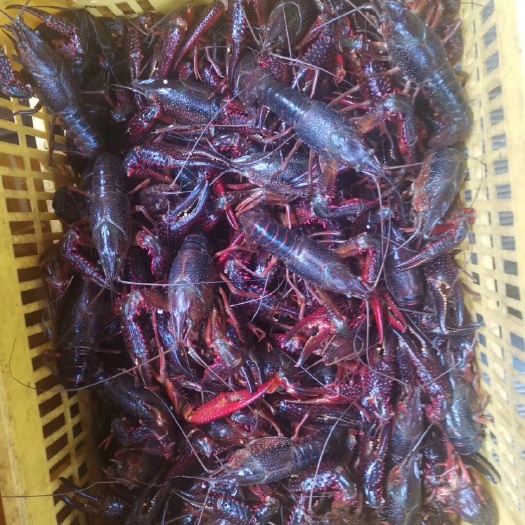 潜江小龙虾 规格过硬，诚信为本，非诚勿扰