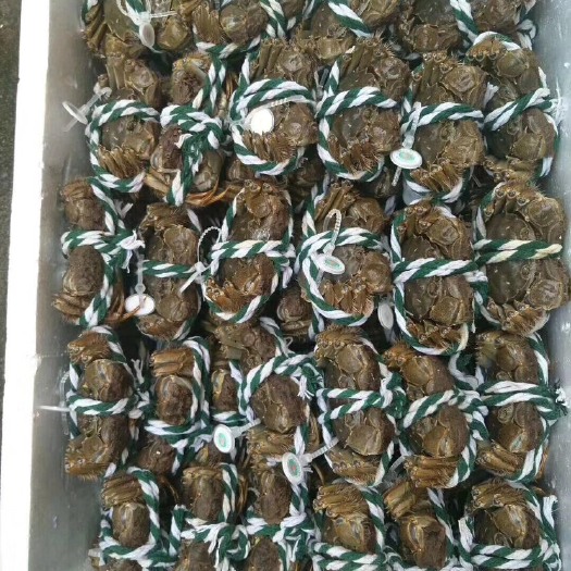 常州 大闸蟹