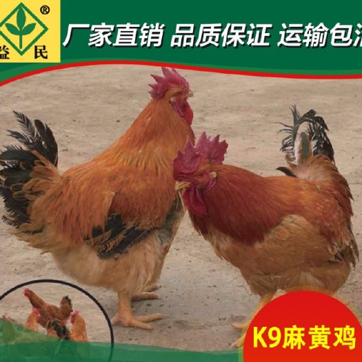 K9麻黄鸡苗 K9麻黄鸡   正规厂家优质禽苗量大价优包路上