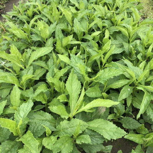 鄂伦春旗返魂草种苗 返魂草苗（蒙产小麻叶）苗子大苗质好成活率高，可签订保品种合同