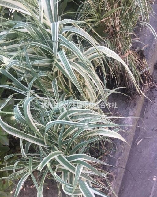 杭州物美价廉的花叶芦竹