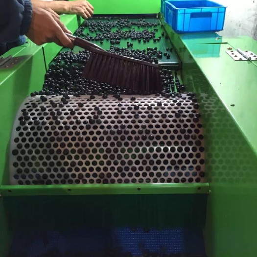 新昌县速冻蓝莓 蓝莓冻果