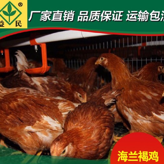 衡阳蛋鸡苗  海兰褐蛋鸡  正规厂家优质禽苗