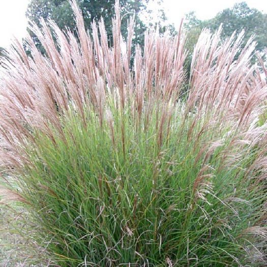 杭州细叶针芒 物美价廉的细叶芒