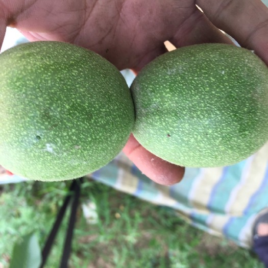 榆中县 陕西秦岭核桃
