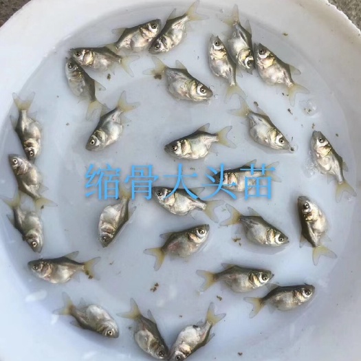 肇庆缩骨大头鱼苗 水中奇葩--缩骨大头