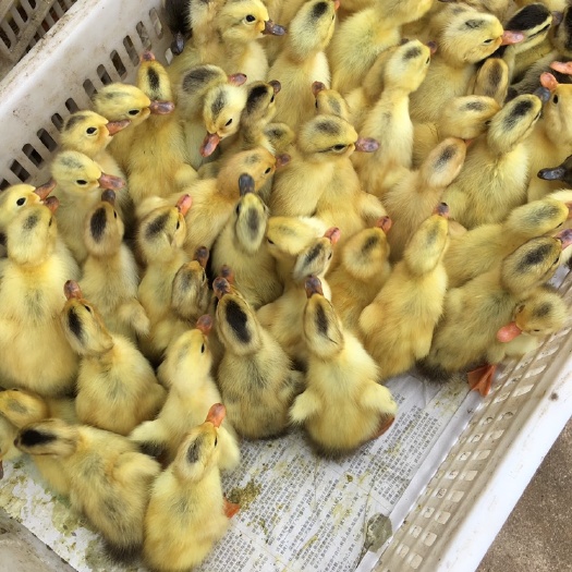 信阳 白毛青壳母鸭苗