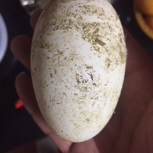 汕头 狮头鹅蛋
