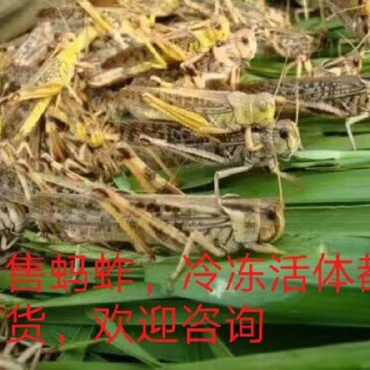 宾阳县东亚飞蝗