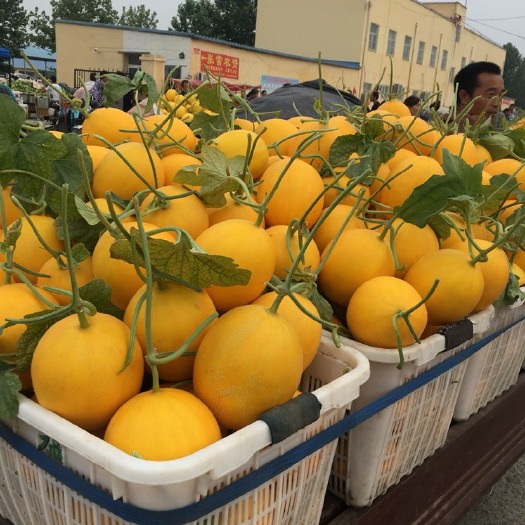 滑县 黄皮甜瓜