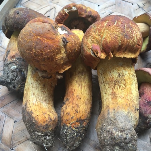 保山 黄牛肝菌