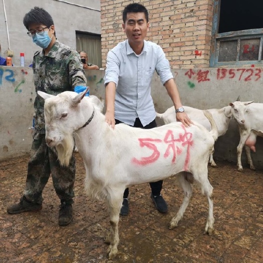富平县 中国奶山羊之乡萨能奶山羊原产地，富平萨能奶山羊良种繁育基地
