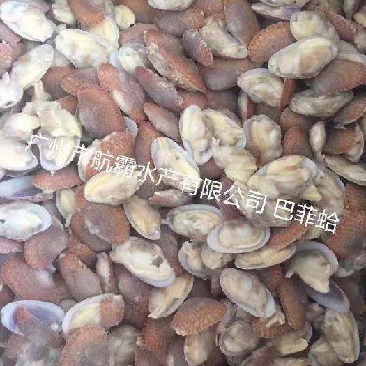 湛江花甲肉  厂家直销 巴菲蛤
