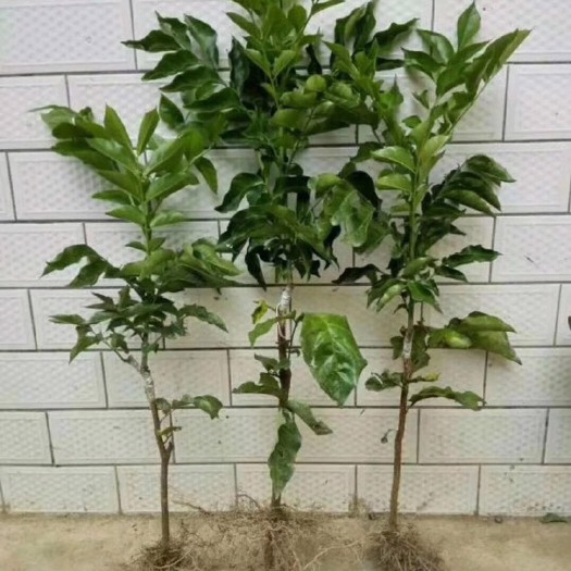 灵山县 无核黄皮苗。黑黄皮  鸡心黄皮果苗