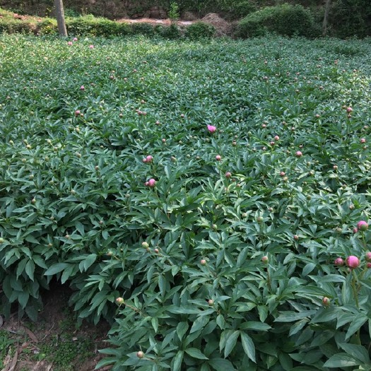 中江县 中江本地芍药种芽，可以观赏，可以做鲜切花，根部可以入药畅销全