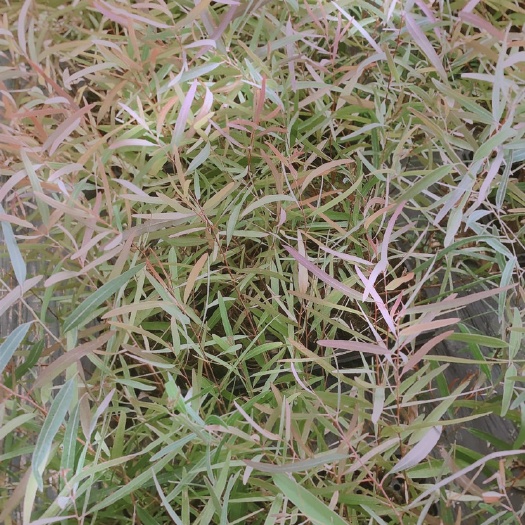 遂溪县蓝桉 尤加利又名美赤按榨精油苗