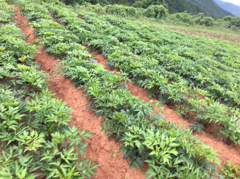 当归种苗  日本甜当归种子