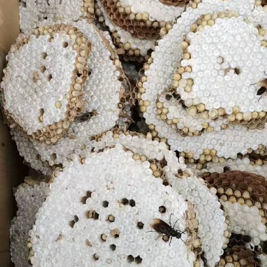 罗甸县中蜂蛹