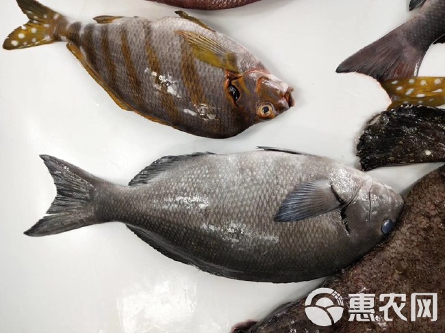 鲷鱼 黑毛钓口黑毛钓鱼深海鱼海钓鱼刺身日料食材