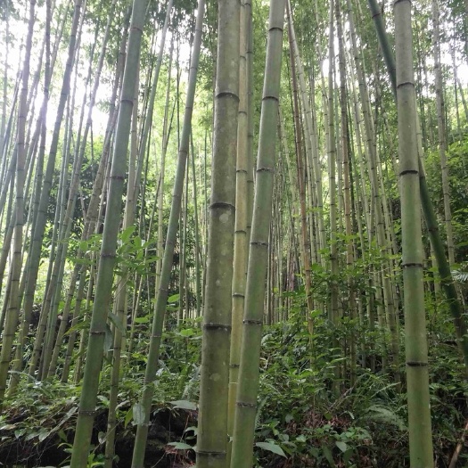 隆林县湘妃竹 斑竹