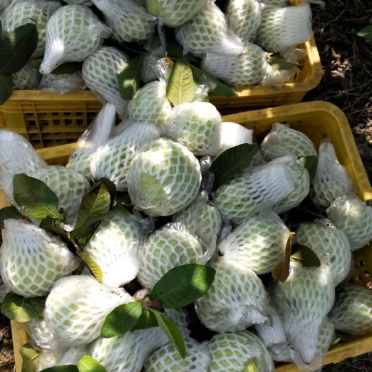 平南县白心番石榴 250-300克