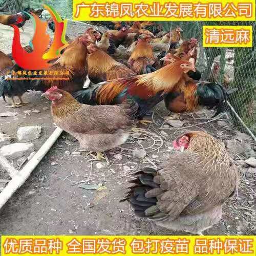 南宁 清远麻鸡苗
