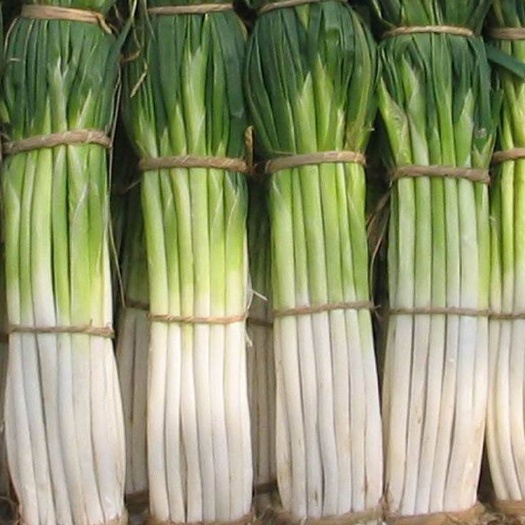北京铁杆大葱  常年供应大量大葱