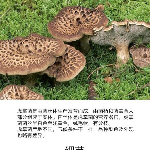 成都 康定虎掌菌