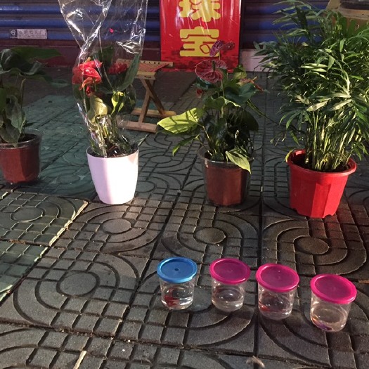 和县盆栽椰子树