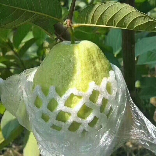 番石榴 4两小果，6-9两中果，1斤以上大果，靓，脆，甜，量大从优