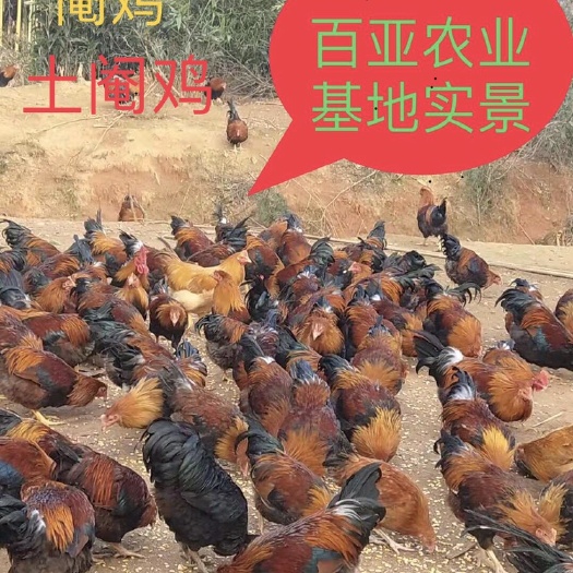 乐清市 阉鸡 土阄鸡 大阉鸡 正宗全散养 脚锭超0.5厘米 味鲜美