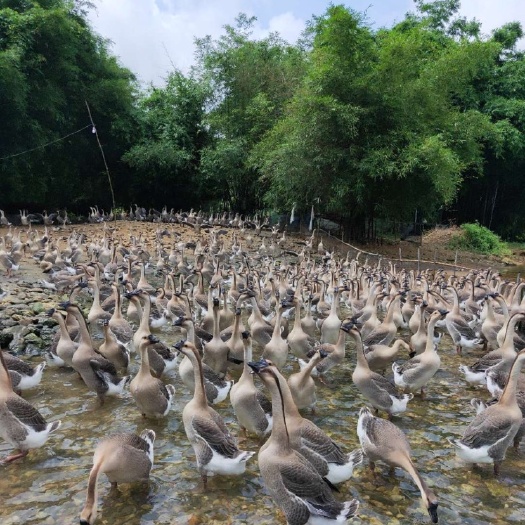 阳江 阳江杂鹅苗