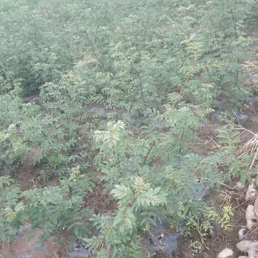 洪雅县无刺花椒苗