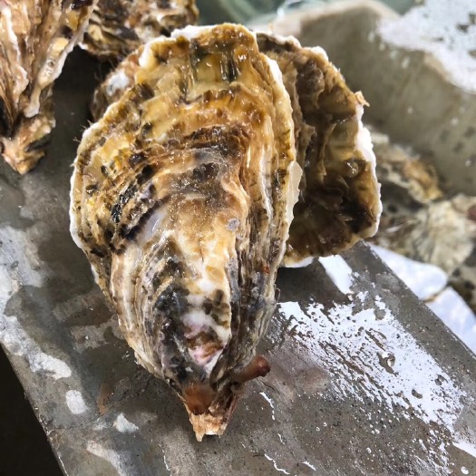 乳山市 牡蛎海蛎子 烧烤生蚝 海鲜
