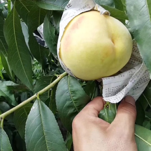 上海 奉贤黄桃之～翁家黄桃！口感:甜～糯～细