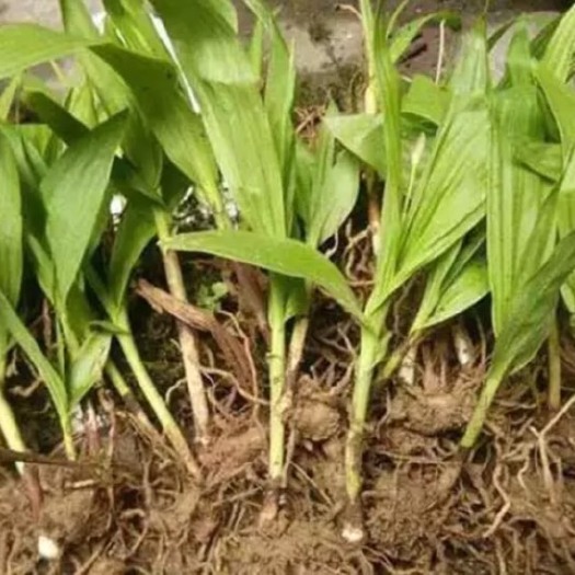 亳州白花白芨苗 三叉白芨