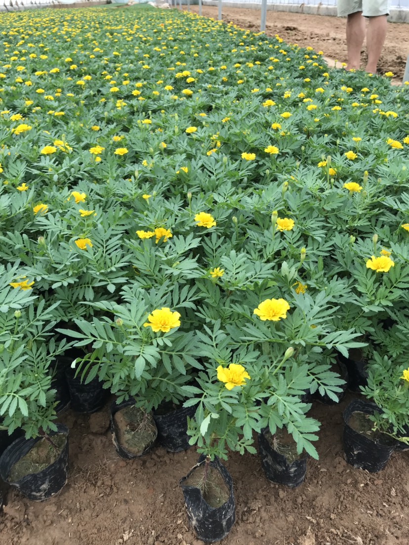 孔雀草 大量供应各种草花宿根花卉