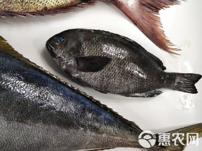 鲷鱼 黑毛钓口黑毛钓鱼深海鱼海钓鱼刺身日料食材