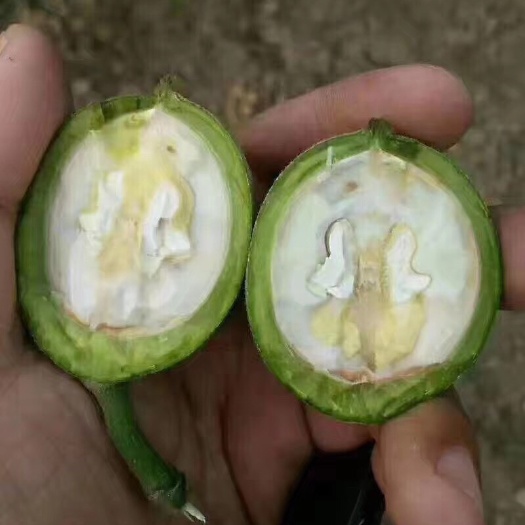 大荔县香玲核桃