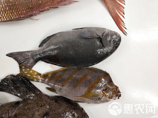 鲷鱼 黑毛钓口黑毛钓鱼深海鱼海钓鱼刺身日料食材